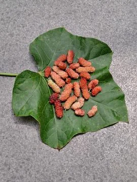 Mulberries Stock Photos