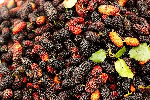 Mulberries Stock Photos