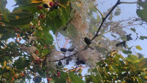 Mulberries tree illness Stock Photos