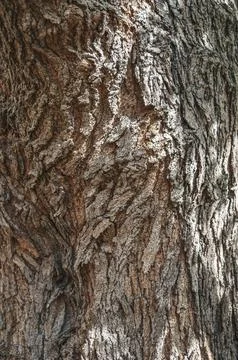Mulberry bark. Tree bark texture. Old Wood Tree Texture Background Pattern... Stock Photos