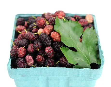 Mulberry berries Stock Photos
