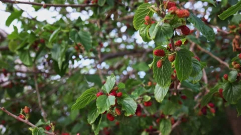 Mulberry berries on tree branches in the wind, healthy fruits for a healthy Stock Footage 243101083