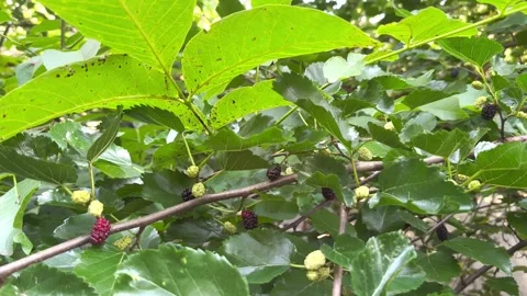 Mulberry berries on a tree Stock Footage 247857744
