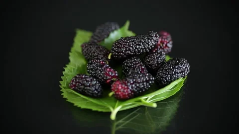 Mulberry berry with leaf on black background Stock Footage 139528576