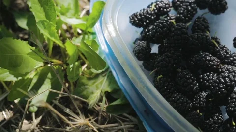 Mulberry in a box on the grass Stock Footage 78776324