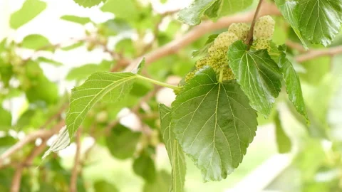 Mulberry branch Video stock 132493103