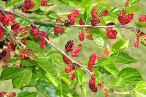 Mulberry bush Stock Photos