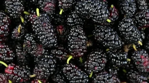 Mulberry close up. Loop rotation. Camera rotates plate with mulberry Stock Footage 66953812