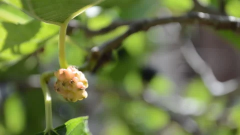 Mulberry deficiency Stock Footage 159472612