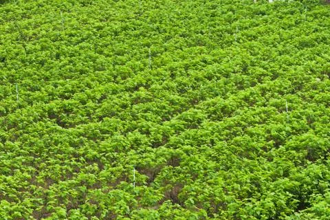 Mulberry farm Stock Photos