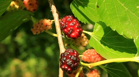 Mulberry Stock Footage 490861