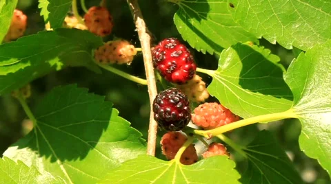 Mulberry Stock Footage 710908