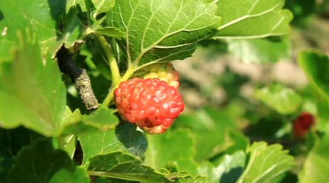 Mulberry Video stock 711641