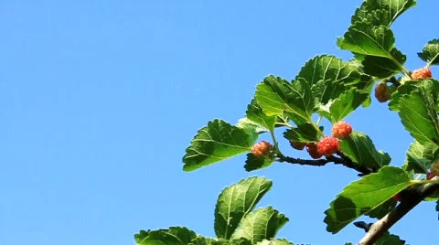 Mulberry Video stock 711645