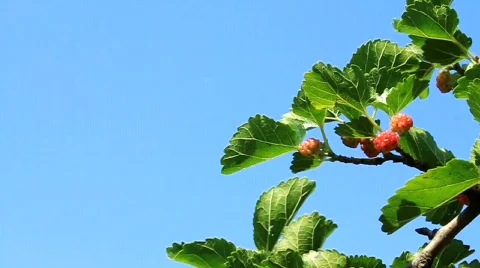 Mulberry Stock-Footage 711653