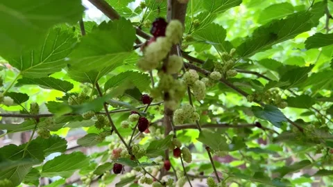Mulberry Stock Footage 202043990