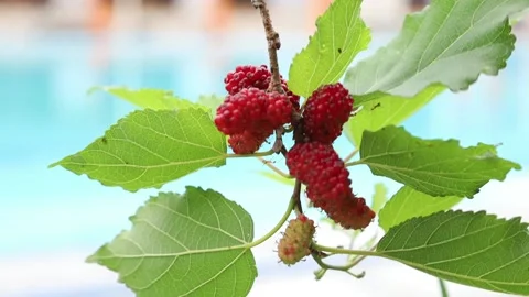 Mulberry Stock Footage 205581124