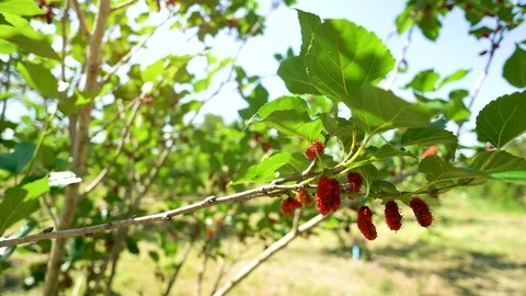 Mulberry fruit at the beginning. Stock Footage 97963283