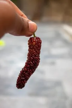 Mulberry fruit Extra large in size &amp;sweet looks yummy.A unique verity Stock Photos