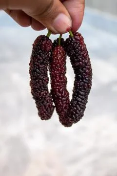 Mulberry fruit Extra large in size &amp;sweet looks yummy.A unique verity Stock Photos