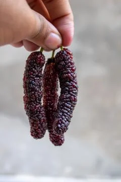 Mulberry fruit Extra large in size &amp;sweet looks yummy. A unique verity Stock Photos