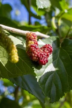 Mulberry fruit Extra large in size &amp;sweet looks yummy.A unique verity found i Stock Photos