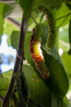 Mulberry fruit Extra large in size &amp;sweet looks yummy.A unique verity found i Stock Photos