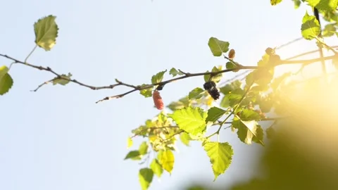 Mulberry fruit 库存影片 244282927