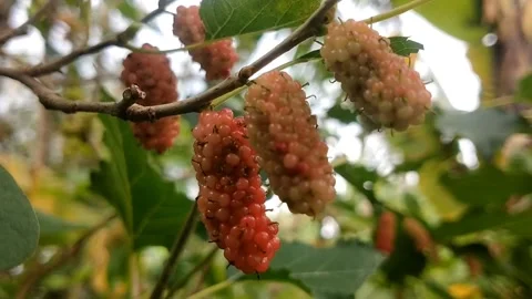 Mulberry fruit Stock Footage 328295950