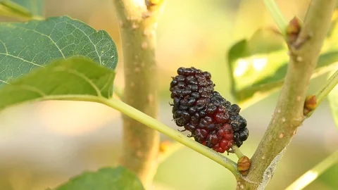 Mulberry fruit in hand Stock Footage 97375763