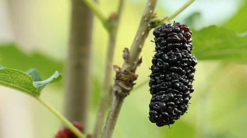 Mulberry fruit in hand Stock Footage 97375820