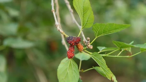 Mulberry fruit in hand Stock Footage 97375900
