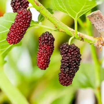 Mulberry fruit Stock Photos