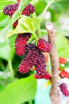 Mulberry fruit Stock Photos