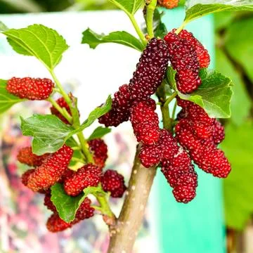 Mulberry fruit Stock Photos