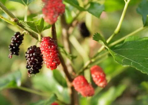 Mulberry fruit Stock Photos