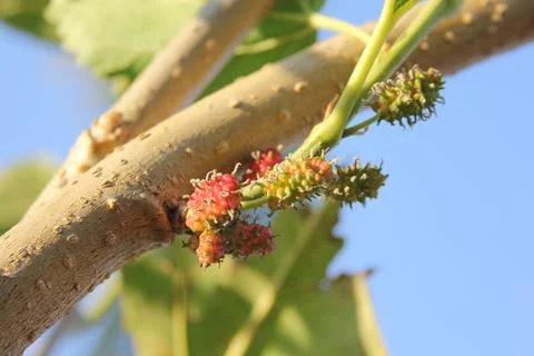 Mulberry fruit Stock Photos