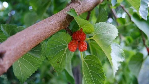 Mulberry fruit. Foto stock