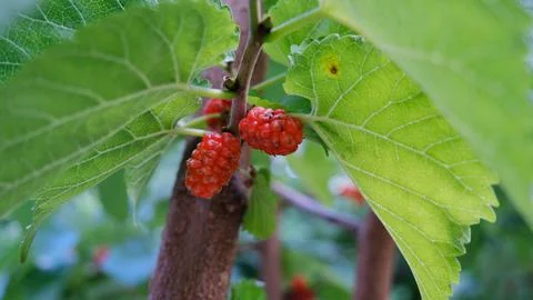Mulberry fruit. Stock Photos