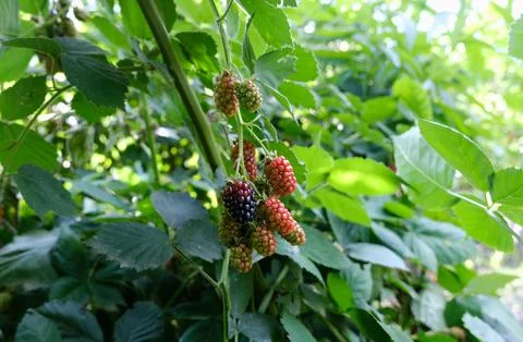 Mulberry fruit. Stock Photos