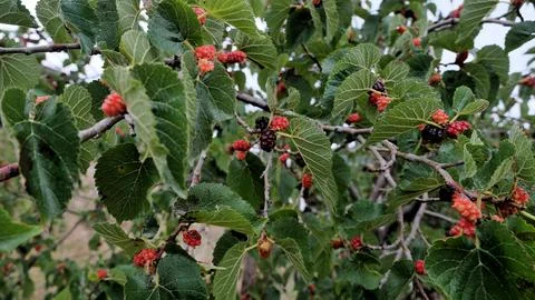 Mulberry fruit. Stock Photos