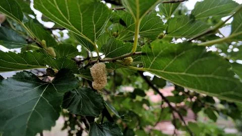 Mulberry fruit. Stock Photos