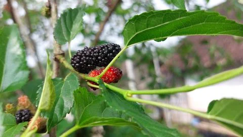 Mulberry fruit Foto stock