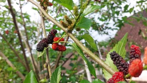 Mulberry fruit Stock Photos