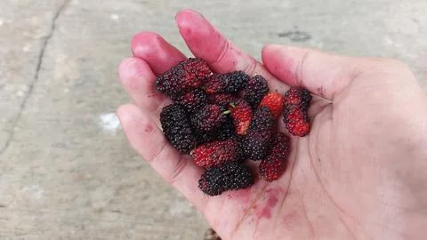 Mulberry fruit Stock Photos