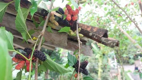 Mulberry fruit Stock Photos