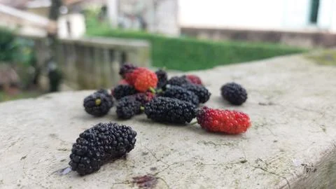 Mulberry fruit Stock Photos