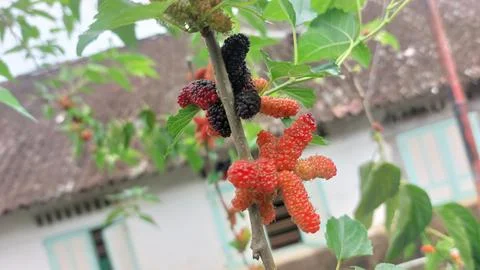 Mulberry fruit Stock Photos