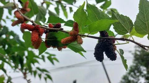 Mulberry fruit Stock Photos