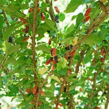 Mulberry fruit on tree Stock Photos